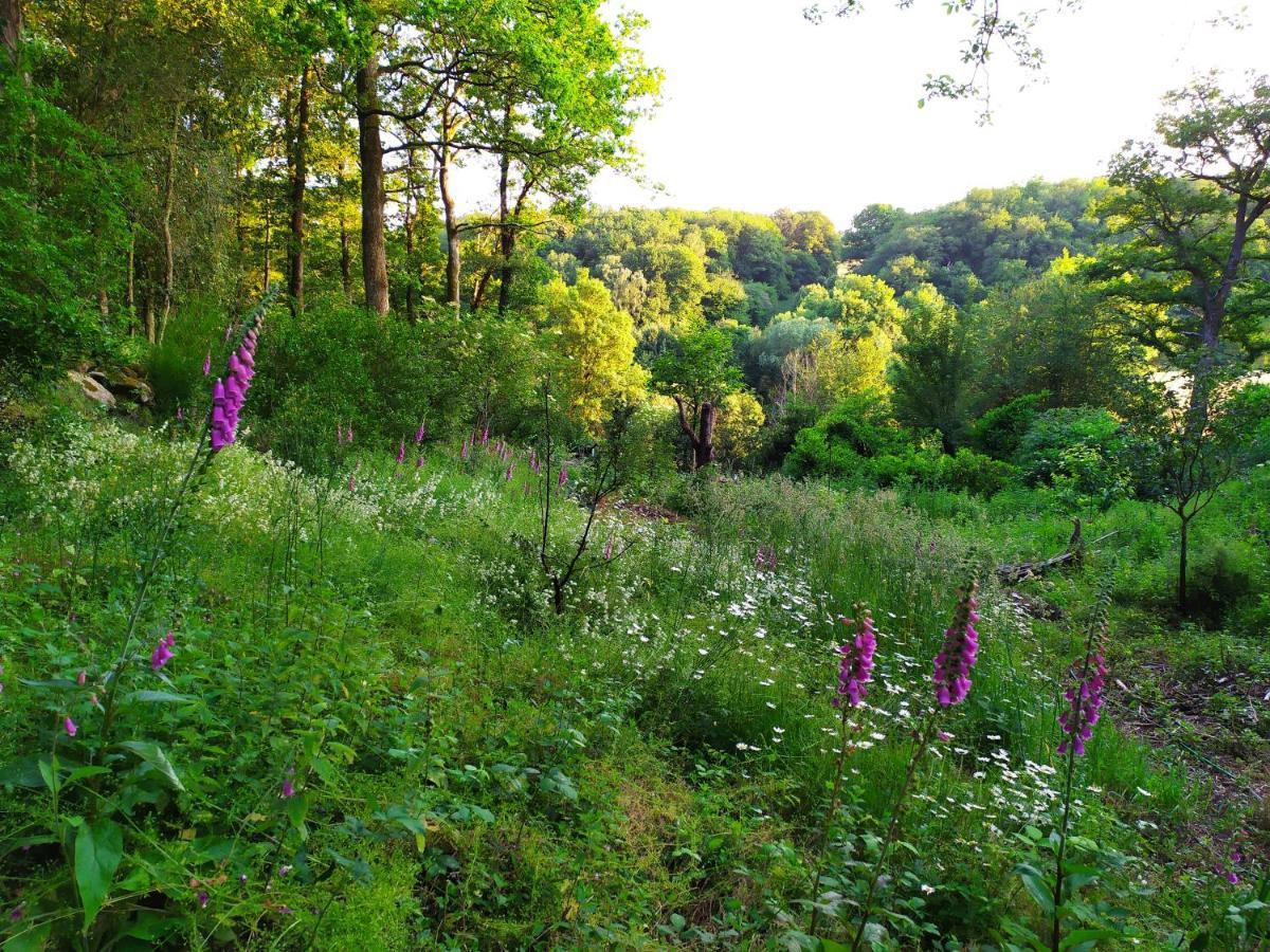 Les Gites Des Beaux Chenes Mortagne-sur-Sevre Exterior foto